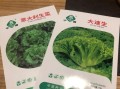 掌握生菜种植技巧，助你种出优质蔬菜（以生菜种子怎么种才能出得好，关键在于科学方法与精细管理）