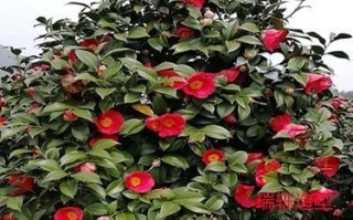 山茶花——花儿还是树？（揭开山茶花的真面目，了解它的神奇之处）
