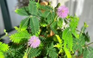 含羞草（探寻含羞草的生命之谜）