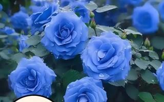 以蓝玫瑰怎么种植（如何培育出迷人的蓝色玫瑰）