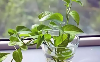 如何正确处理爬蔓的花（有效管理蔓生植物的生长，打造美丽的花园）