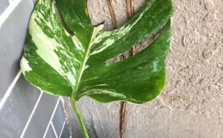 以海石竹浇水后叶子和花蔫了怎么办？（急救方法与日常护理指南）