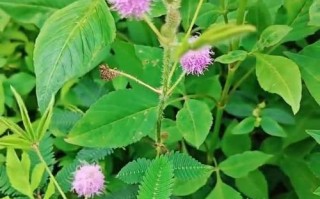 含羞草是种子植物吗？——探究含羞草的分类学归属