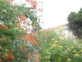 家里种凌霄花，风水有何影响？（家居装饰中的风水学问题）