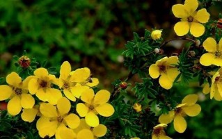 格桑花苗可否移栽？（探究格桑花苗的移栽适应性和技巧）
