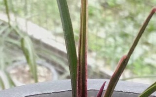 如何恢复干枯的香妃叶子？（解决香妃叶子干枯的问题，让其焕发生机）