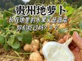 红薯的生长环境（探究红薯适合生长的土壤和气候条件）