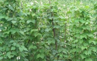 地芸豆的种植与养护（种植时间、方法及注意事项）