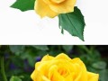 黄色玫瑰花的养殖技巧及注意事项（黄色玫瑰花养护要点，轻松培育芳香花海）