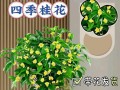 室内桂花的养殖技巧（冬季桂花的室内养殖方法与注意事项）