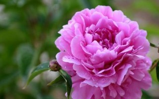 自律之花——百合花的花语（探索百合花背后的深层含义）