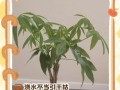如何处理发财树枝叶过长的问题（掌握正确修剪方法，让发财树焕发生机）