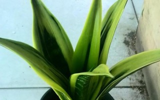 虎皮兰的神奇饮料——啤酒水（将虎皮兰浇在啤酒里，味道别样香！）