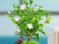 丁香花的养殖与护理（如何培育美丽的丁香花）