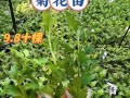 菊花上的白虫（了解白虫及其危害，掌握有效治疗方法，保护菊花健康成长。）
