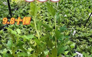 菊花上的白虫（了解白虫及其危害，掌握有效治疗方法，保护菊花健康成长。）
