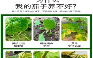 茄子开花不结果的原因及解决方法（解决茄子开花不结果的实用技巧）