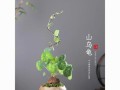 牵牛花喜阳还是喜阴？（了解牵牛花生长条件，让它更茁壮成长）