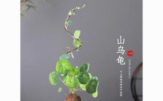 牵牛花喜阳还是喜阴？（了解牵牛花生长条件，让它更茁壮成长）