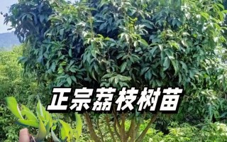 荔枝的生长习性与形态特征（探秘荔枝树与果实的奥秘）