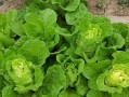 六月份最适合种植的蔬菜是什么？（打造丰收的蔬菜园，这些蔬菜必不可少！）