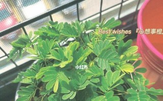 含羞草的浇水频率掌握要点（科学浇水，让含羞草生长更健康）