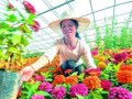 农村花卉种植的发展前景（探索农村经济新动力）