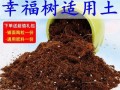 大盆幸福树换土全攻略（让你的幸福树焕发生机，轻松掌握换土技巧）