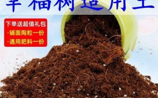 大盆幸福树换土全攻略（让你的幸福树焕发生机，轻松掌握换土技巧）