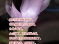 蟹爪兰叶子上的灰尘怎么清理？（科学方法让你的蟹爪兰重新焕发生机）