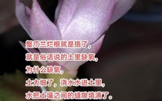 蟹爪兰叶子上的灰尘怎么清理？（科学方法让你的蟹爪兰重新焕发生机）
