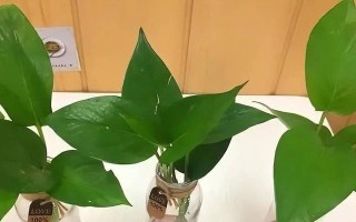 绿萝的生长温度（从温度范围到最佳温度，解析绿萝的生长需求）