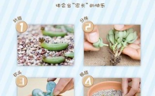 多肉女雏的养殖方法（简单易学，轻松养活女雏一枚）