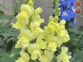 金鱼草的花语（深入了解金鱼草的花语，传递美好情感）