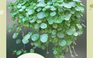种植铜钱草苗的技巧与注意事项（打造绿意盎然的家居小天地）