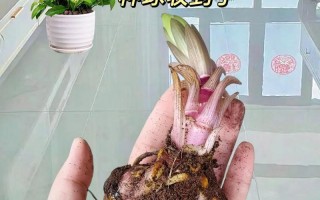 百合种球长不出叶子的原因及解决方法（探究百合种球生长异常的因素和应对策略）