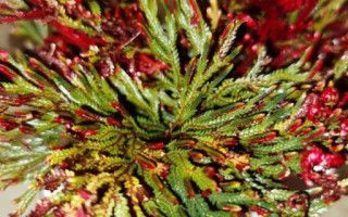 揭开谜底，花生到底是蕨类植物吗？（探究花生的起源和分类，揭开花生的真面目）