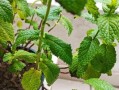 如何科学浇水养护薄荷？（薄荷的浇水注意事项、浇水时间以及浇水频率）