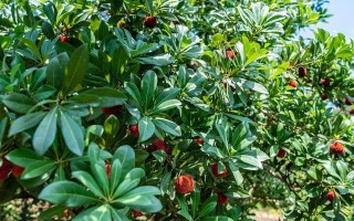 杨梅属植物的科属及分类详解