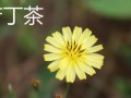 揭秘菊花的性别之谜（揭秘菊花的性别之谜）