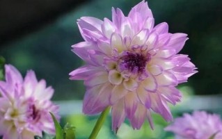 大丽花四季开花，探秘这美丽之谜