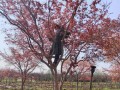 红枫的生长习性及生长环境（探究红枫的适生条件及重要作用）