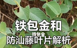 铁包金冬为什么在冬天掉叶子？（解读铁包金冬掉叶现象、认识其生长习性）