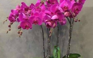 打造蝴蝶兰舒适的家——如何配土养殖蝴蝶兰（了解蝴蝶兰的基本特征）