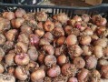 唐菖蒲种球发霉了怎么办？（种球发霉，如何救援唐菖蒲？）
