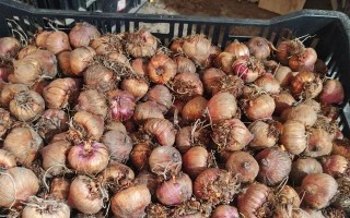 唐菖蒲种球发霉了怎么办？（种球发霉，如何救援唐菖蒲？）