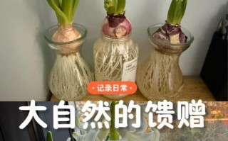 如何清除发霉的风信子（有效方法和技巧，让风信子重获生机）