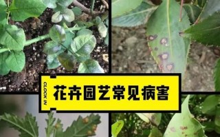 花卉病虫害检测方法与防治措施（全面了解花卉病虫害，有效预防与治理）