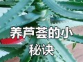 芦荟瓣的养护之道（打造绿意盎然的家居花园）