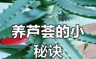 芦荟瓣的养护之道（打造绿意盎然的家居花园）
